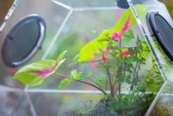 Handmade Extra Large Acrylic Hexagon Watertight Enclosure Terrarium With Mesh Vents, Feed Hole For Insects, Vivarium, Enclosure Only -Ncyp Garden Sale Shop IMG 7062