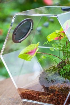 Handmade Extra Large Acrylic Hexagon Watertight Enclosure Terrarium With Mesh Vents, Feed Hole For Insects, Vivarium, Enclosure Only -Ncyp Garden Sale Shop IMG 7065