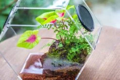 Handmade Extra Large Acrylic Hexagon Watertight Enclosure Terrarium With Mesh Vents, Feed Hole For Insects, Vivarium, Enclosure Only -Ncyp Garden Sale Shop IMG 7067