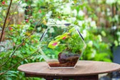 Handmade Extra Large Acrylic Hexagon Watertight Enclosure Terrarium With Mesh Vents, Feed Hole For Insects, Vivarium, Enclosure Only -Ncyp Garden Sale Shop IMG 7068