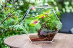 Handmade Extra Large Acrylic Hexagon Watertight Enclosure Terrarium With Mesh Vents, Feed Hole For Insects, Vivarium, Enclosure Only -Ncyp Garden Sale Shop IMG 7069