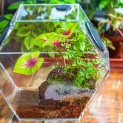 Handmade Extra Large Acrylic Hexagon Watertight Enclosure Terrarium With Mesh Vents, Feed Hole For Insects, Vivarium, Enclosure Only -Ncyp Garden Sale Shop IMG 7071 2