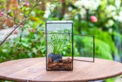 NCYP Rectangle Tin And Glass Geometric Terrarium, With Side Door, With Mesh / Vent Holes For Small Insects Pet -Ncyp Garden Sale Shop IMG 7092 a3d2e8c9 1919 454f 8fbc d8de95424fc9