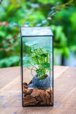 NCYP Rectangle Tin And Glass Geometric Terrarium, With Side Door, With Mesh / Vent Holes For Small Insects Pet -Ncyp Garden Sale Shop IMG 7098