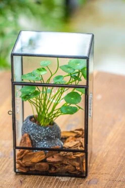 NCYP Rectangle Tin And Glass Geometric Terrarium, With Side Door, With Mesh / Vent Holes For Small Insects Pet -Ncyp Garden Sale Shop IMG 7100