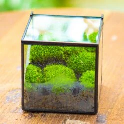 Cube Mini 4 Inches Moss Geometric Glass Terrarium DIY Set -Ncyp Garden Sale Shop IMG 7106 1