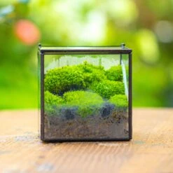 Handmade Cube Mini 4 Inches Close Geometric Glass Tin Terrarium, Greenhouse Planter For Moss, Christmas Gift, Terrarium Only -Ncyp Garden Sale Shop IMG 7107 1 1