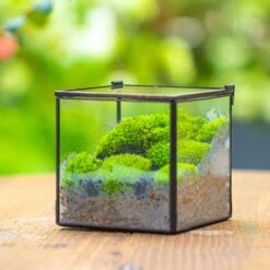 Cube Mini 4 Inches Moss Geometric Glass Terrarium DIY Set -Ncyp Garden Sale Shop IMG 7111 1
