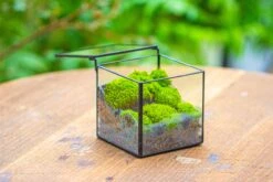 Cube Mini 4 Inches Moss Geometric Glass Terrarium DIY Set -Ncyp Garden Sale Shop IMG 7114