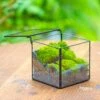 Cube Mini 4 Inches Moss Geometric Glass Terrarium DIY Set