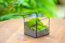 Handmade Cube Mini 4 Inches Close Geometric Glass Tin Terrarium, Greenhouse Planter For Moss, Christmas Gift, Terrarium Only -Ncyp Garden Sale Shop IMG 7115 2