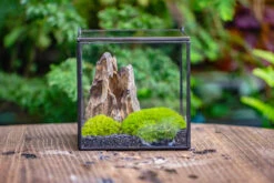 2-6" / 5-15cm Cutted Flat Bottom Natural Ohko Dragon Stone Rock For Terrarium, Aquarium Bonsai Landscape, 2kg/4.4lb, With DIY Tools -Ncyp Garden Sale Shop IMG 7116