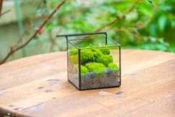 Cube Mini 4 Inches Moss Geometric Glass Terrarium DIY Set -Ncyp Garden Sale Shop IMG 7116 69f3d9da 7fa3 46d1 b40d a586988b9e0e