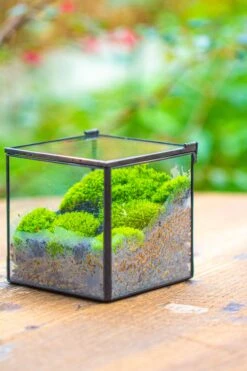 Cube Mini 4 Inches Moss Geometric Glass Terrarium DIY Set -Ncyp Garden Sale Shop IMG 7118
