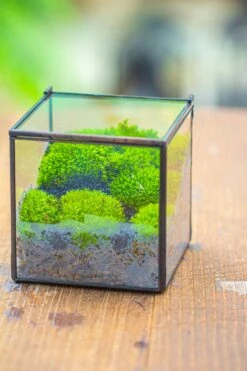 Cube Mini 4 Inches Moss Geometric Glass Terrarium DIY Set -Ncyp Garden Sale Shop IMG 7119