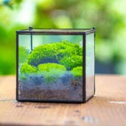 Cube Mini 4 Inches Moss Geometric Glass Terrarium DIY Set -Ncyp Garden Sale Shop IMG 7120 1