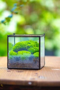 Handmade Cube Mini 4 Inches Close Geometric Glass Tin Terrarium, Greenhouse Planter For Moss, Christmas Gift, Terrarium Only -Ncyp Garden Sale Shop IMG 7120 2