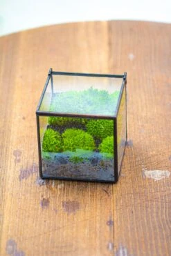 Handmade Cube Mini 4 Inches Close Geometric Glass Tin Terrarium, Greenhouse Planter For Moss, Christmas Gift, Terrarium Only -Ncyp Garden Sale Shop IMG 7121 1