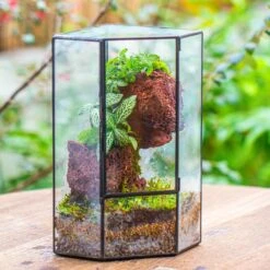 Small Version Handmade Glass Terrarium With Door For Plant, Moss Wall, Closed Geometric Tin Pentagon Planter -Ncyp Garden Sale Shop IMG 7122 3