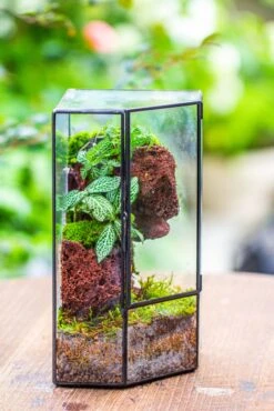 Small Version Handmade Glass Terrarium With Door For Plant, Moss Wall, Closed Geometric Tin Pentagon Planter -Ncyp Garden Sale Shop IMG 7123