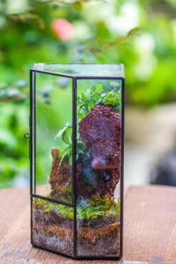 Small Version Handmade Glass Terrarium With Door For Plant, Moss Wall, Closed Geometric Tin Pentagon Planter -Ncyp Garden Sale Shop IMG 7124