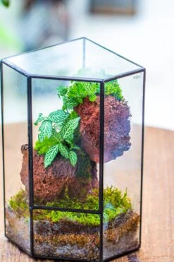 Small Version Handmade Glass Terrarium With Door For Plant, Moss Wall, Closed Geometric Tin Pentagon Planter -Ncyp Garden Sale Shop IMG 7125