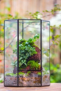 Handmade Close Geometric Tin Glass Corner Terrarium With Door, For Corner, Shelf -Ncyp Garden Sale Shop IMG 7136