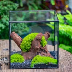 Preserved Forever Leucobryum Moss Cushion Moss , Natural Green 20x50cm, For DIY Moss Terrarium, Miniature, Centerpiece, Micro Landscape, No Maintenence -Ncyp Garden Sale Shop IMG 7189