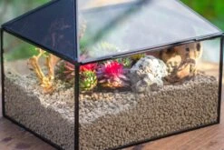 Handmade Medium House Shape Terrarium Enclosure With Mesh Vent For Insects, Terrarium Only -Ncyp Garden Sale Shop IMG 7189 2a2c5642 6758 4749 a48e 0ae3ed21dee0