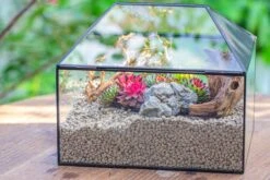 Handmade Medium House Shape Terrarium Enclosure With Mesh Vent For Insects, Terrarium Only -Ncyp Garden Sale Shop IMG 7198 216b4363 3084 4401 8d50 6e5fa48fef4d