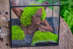 Preserved Forever Leucobryum Moss Cushion Moss , Natural Green 20x50cm, For DIY Moss Terrarium, Miniature, Centerpiece, Micro Landscape, No Maintenence -Ncyp Garden Sale Shop IMG 7198 922ffd1c 6f61 4c9d 9bef b60e3a3bd1d8