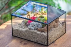 Handmade Medium House Shape Terrarium Enclosure With Mesh Vent For Insects, Terrarium Only -Ncyp Garden Sale Shop IMG 7202 86dcaaef ef19 4787 92e8 b232109246cd