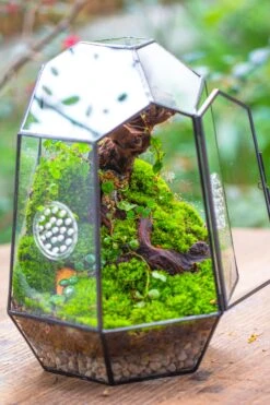 NCYP Close Geometric Tin Glass Terrarium With Door, Vent, Insect Bug Terrarium -Ncyp Garden Sale Shop IMG 7270