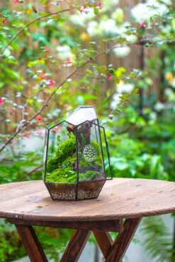 NCYP Close Geometric Tin Glass Terrarium With Door, Vent, Insect Bug Terrarium -Ncyp Garden Sale Shop IMG 7272