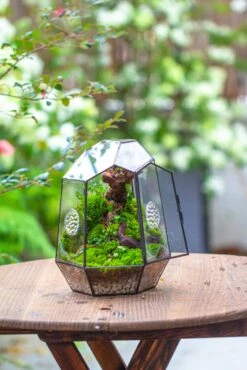 NCYP Close Geometric Tin Glass Terrarium With Door, Vent, Insect Bug Terrarium -Ncyp Garden Sale Shop IMG 7273