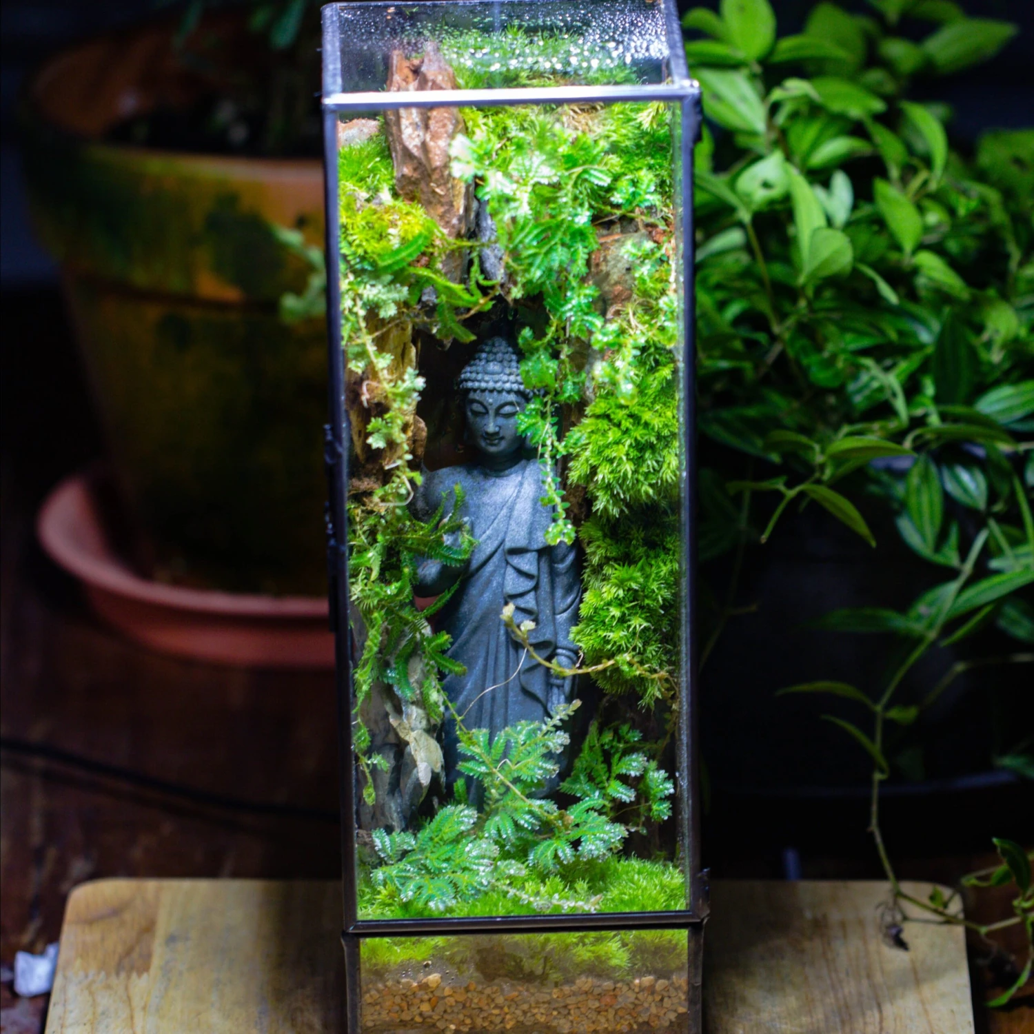 NCYP Close 11.8" Tall Geometric Glass Terrarium With Door Building DIY Set, With Buddha, Dragon Rocks, Planting Materials 2 NCYP Close 11.8" Tall Geometric Glass Terrarium With Door Building DIY Set, With Buddha, Dragon Rocks, Planting Materials - Image 2
