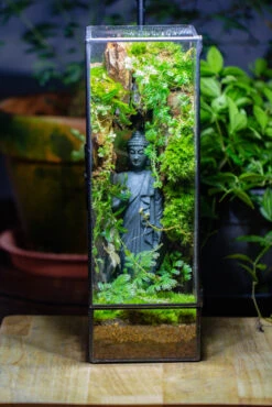 NCYP Close 11.8" Tall Geometric Glass Terrarium With Door Building DIY Set, With Buddha, Dragon Rocks, Planting Materials 36 NCYP Close 11.8" Tall Geometric Glass Terrarium With Door Building DIY Set, With Buddha, Dragon Rocks, Planting Materials -Ncyp Garden Sale Shop IMG 7278