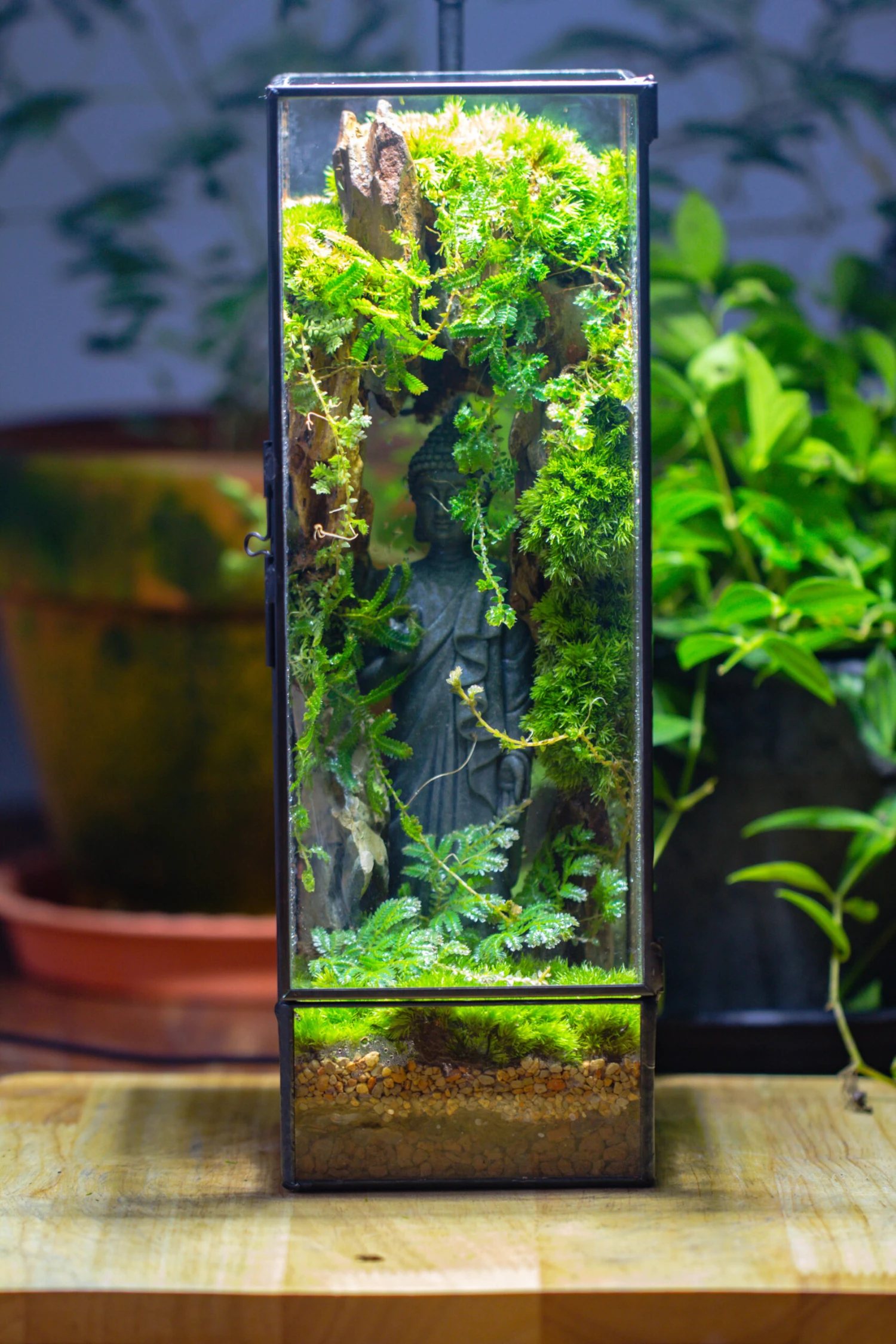 NCYP Close 11.8" Tall Geometric Glass Terrarium With Door Building DIY Set, With Buddha, Dragon Rocks, Planting Materials 20 NCYP Close 11.8" Tall Geometric Glass Terrarium With Door Building DIY Set, With Buddha, Dragon Rocks, Planting Materials - Image 20