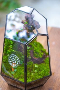 NCYP Close Geometric Tin Glass Terrarium With Door, Vent, Insect Bug Terrarium -Ncyp Garden Sale Shop IMG 7279 8af042fd f324 4810 a0ff 9960291550fa