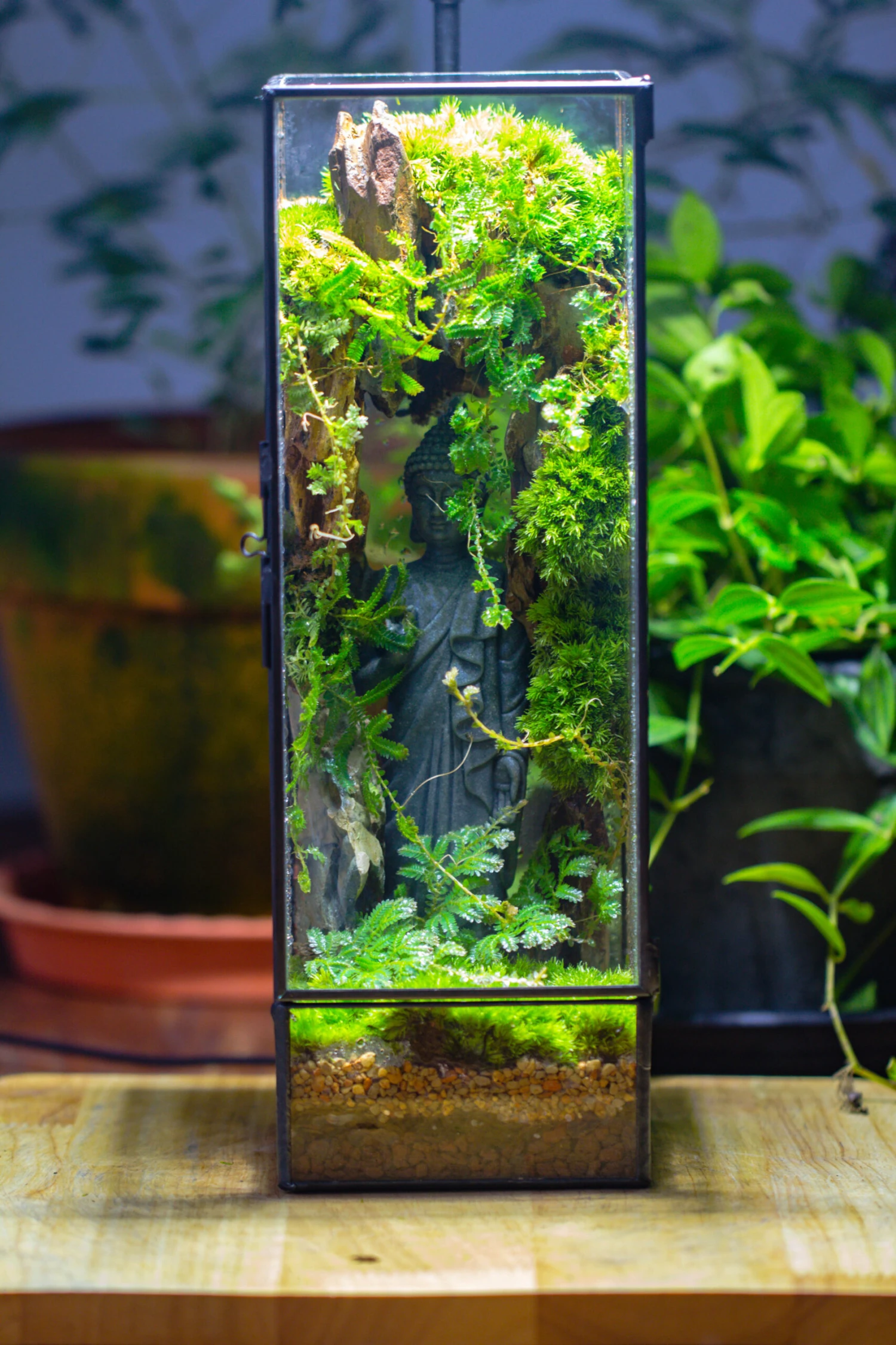 NCYP Close 11.8" Tall Geometric Glass Terrarium With Door Building DIY Set, With Buddha, Dragon Rocks, Planting Materials 19 NCYP Close 11.8" Tall Geometric Glass Terrarium With Door Building DIY Set, With Buddha, Dragon Rocks, Planting Materials - Image 19