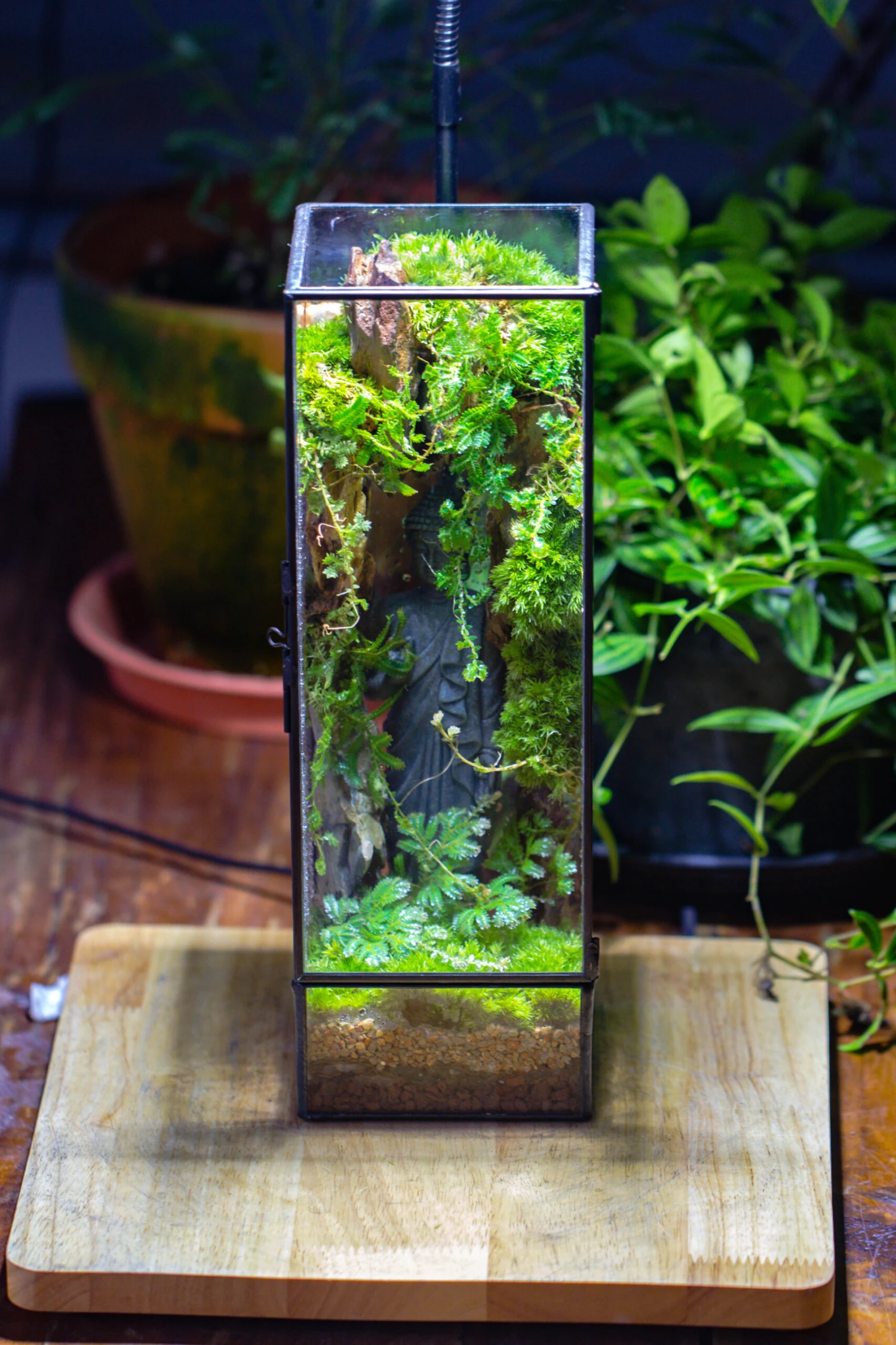 NCYP Close 11.8" Tall Geometric Glass Terrarium With Door Building DIY Set, With Buddha, Dragon Rocks, Planting Materials 16 NCYP Close 11.8" Tall Geometric Glass Terrarium With Door Building DIY Set, With Buddha, Dragon Rocks, Planting Materials - Image 16