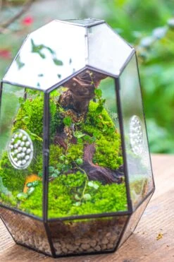 NCYP Close Geometric Tin Glass Terrarium With Door, Vent, Insect Bug Terrarium -Ncyp Garden Sale Shop IMG 7281 39b04e6a bdcc 4faf 86c6 7710abfd3187
