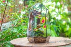 Handmade 41cm / 16" Tall Irregular Open Glass Geometric Terrarium Box For Succulent Moss Airplants -Ncyp Garden Sale Shop IMG 7297
