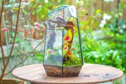 16.1" Large Irregular Geometric Glass Terrarium, Close, Tin Soldered, For Moss, Tropical Plants, Micro Landscape -Ncyp Garden Sale Shop IMG 7300 ff55dac9 0d67 40d0 a4dc 4850cf0bc97a