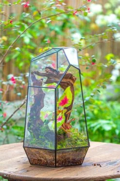 16.1" Large Irregular Geometric Glass Terrarium, Close, Tin Soldered, For Moss, Tropical Plants, Micro Landscape -Ncyp Garden Sale Shop IMG 7302 8061f7ee 2146 4423 a6c9 657ff4696e0b