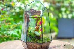 16.1" Large Irregular Geometric Glass Terrarium, Close, Tin Soldered, For Moss, Tropical Plants, Micro Landscape -Ncyp Garden Sale Shop IMG 7305 28540918 1125 40cc b585 4ff73839f363