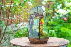 16.1" Large Irregular Geometric Glass Terrarium, Close, Tin Soldered, For Moss, Tropical Plants, Micro Landscape -Ncyp Garden Sale Shop IMG 7307 040b4396 8f4e 44fb 8662 4af9443050c9