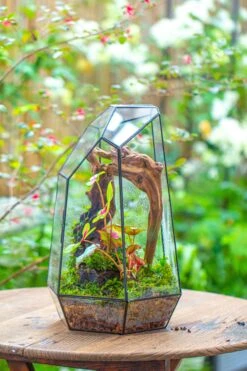 16.1" Large Irregular Geometric Glass Terrarium, Close, Tin Soldered, For Moss, Tropical Plants, Micro Landscape -Ncyp Garden Sale Shop IMG 7308 0fabc6e1 376a 4364 8cb1 a891cb06b8fb