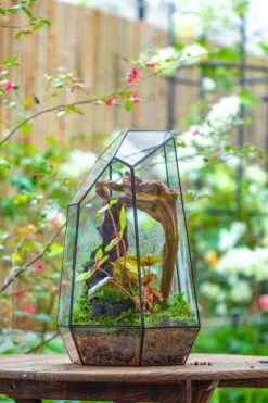 16.1" Large Irregular Geometric Glass Terrarium, Close, Tin Soldered, For Moss, Tropical Plants, Micro Landscape -Ncyp Garden Sale Shop IMG 7309 dc58511a 0309 42c1 b0b2 d8f08169cd78