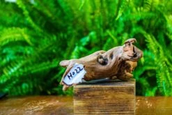 Driftwood For Moss Terrarium, Miniature, Micro Landscape, H022 -Ncyp Garden Sale Shop IMG 7422